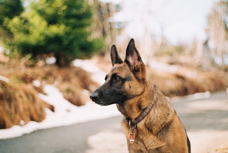 A German Shepherd outdoors in winter with a dense, healthy double coat
