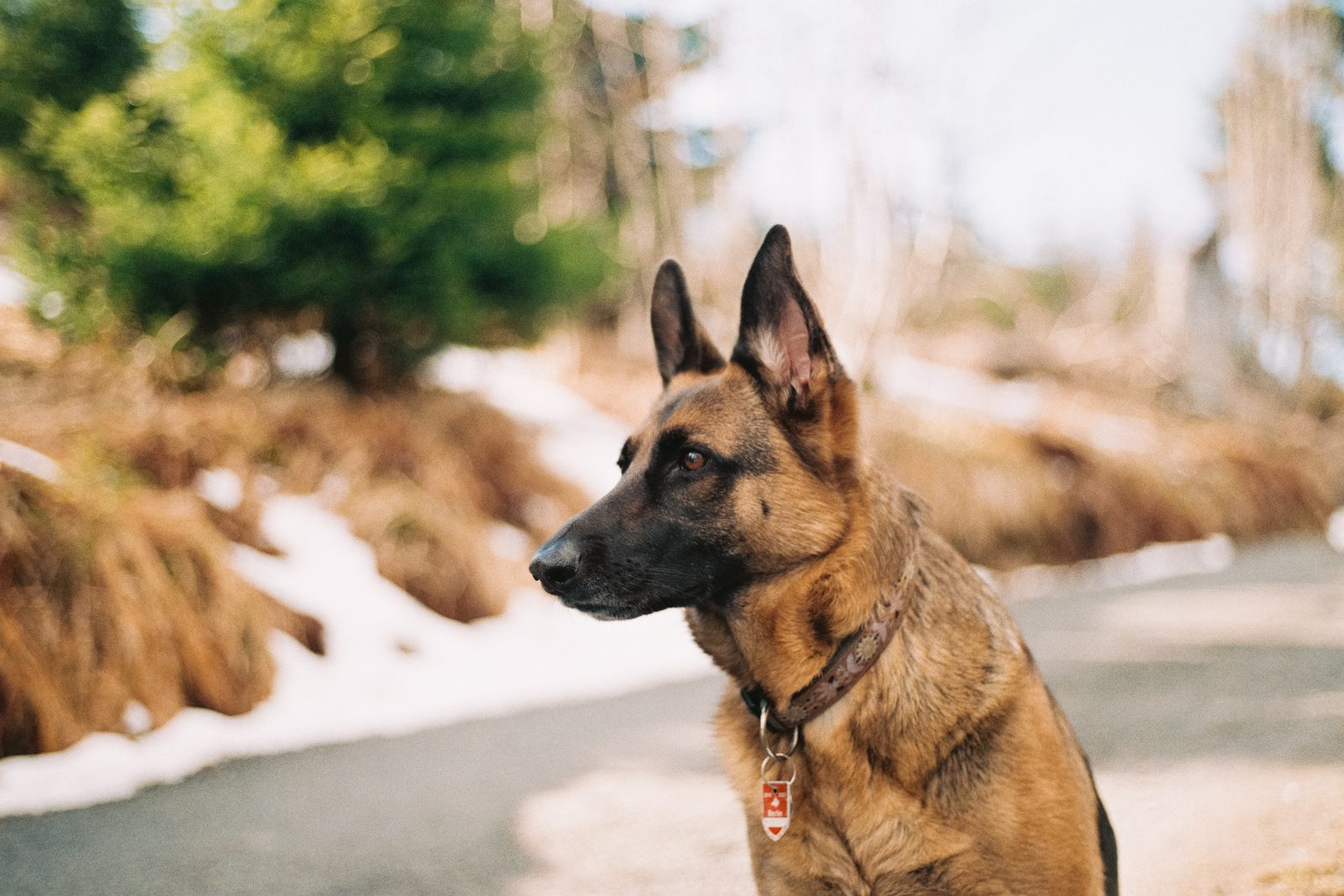 German Shepherd with a thick winter double coat standing outdoors in cold weather