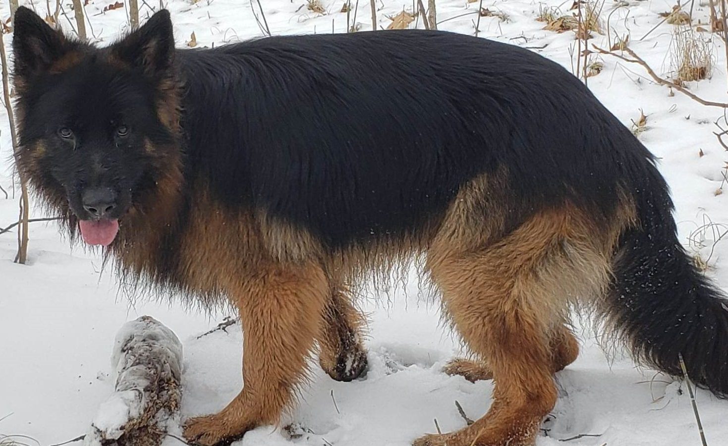 A long-coated black and tan German Shepherd in snow showing its dense double coat