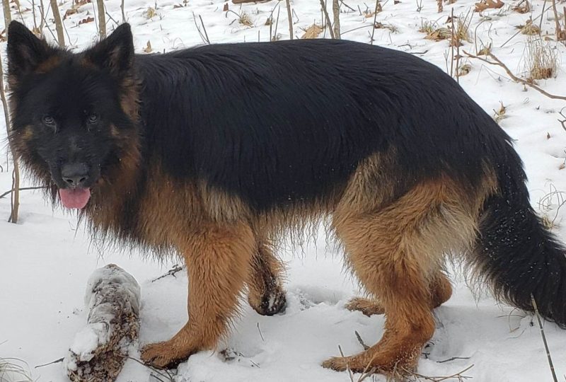 A long-coated black and tan German Shepherd in snow showing its dense double coat