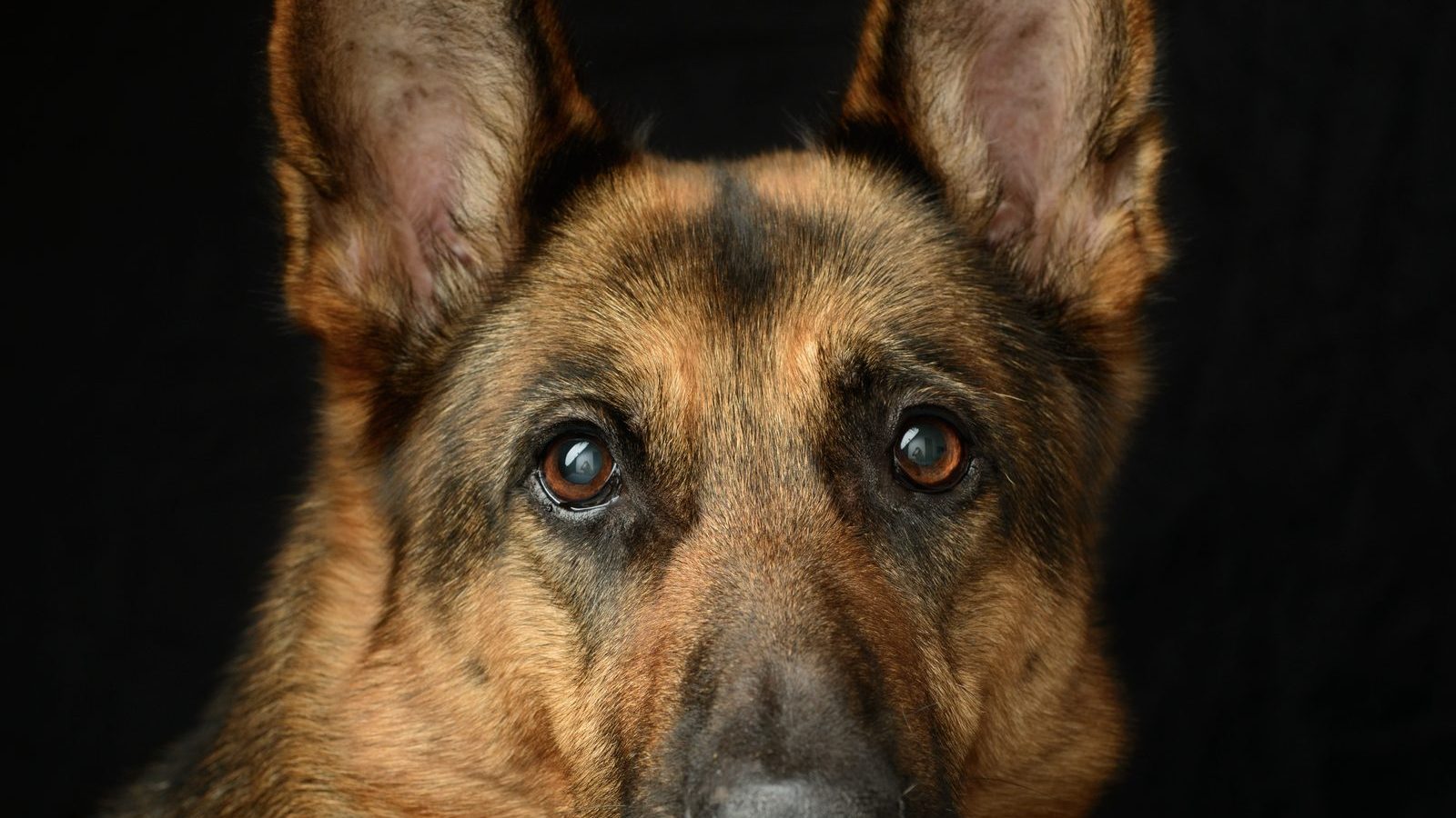Portrait of a mature German Shepherd with a greying muzzle against a dark background