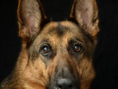 Portrait of a mature German Shepherd with a greying muzzle against a dark background