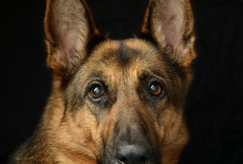 Portrait of a mature German Shepherd with a greying muzzle against a dark background