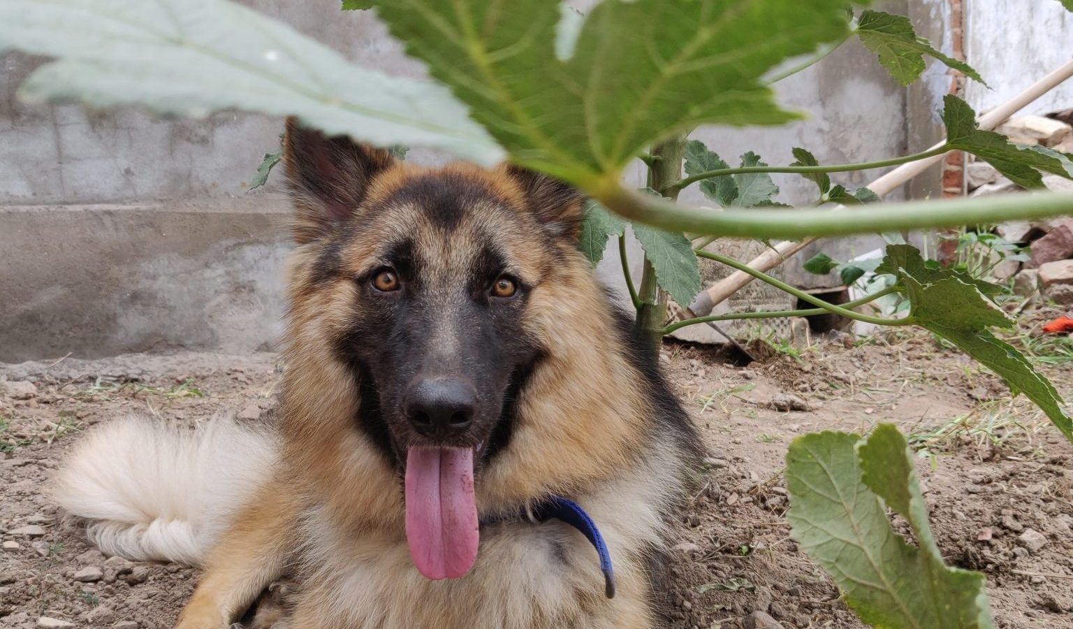 A young German Shepherd lying in a garden with its tongue out