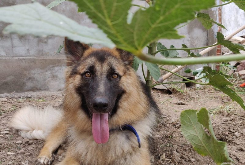 A young German Shepherd lying in a garden with its tongue out