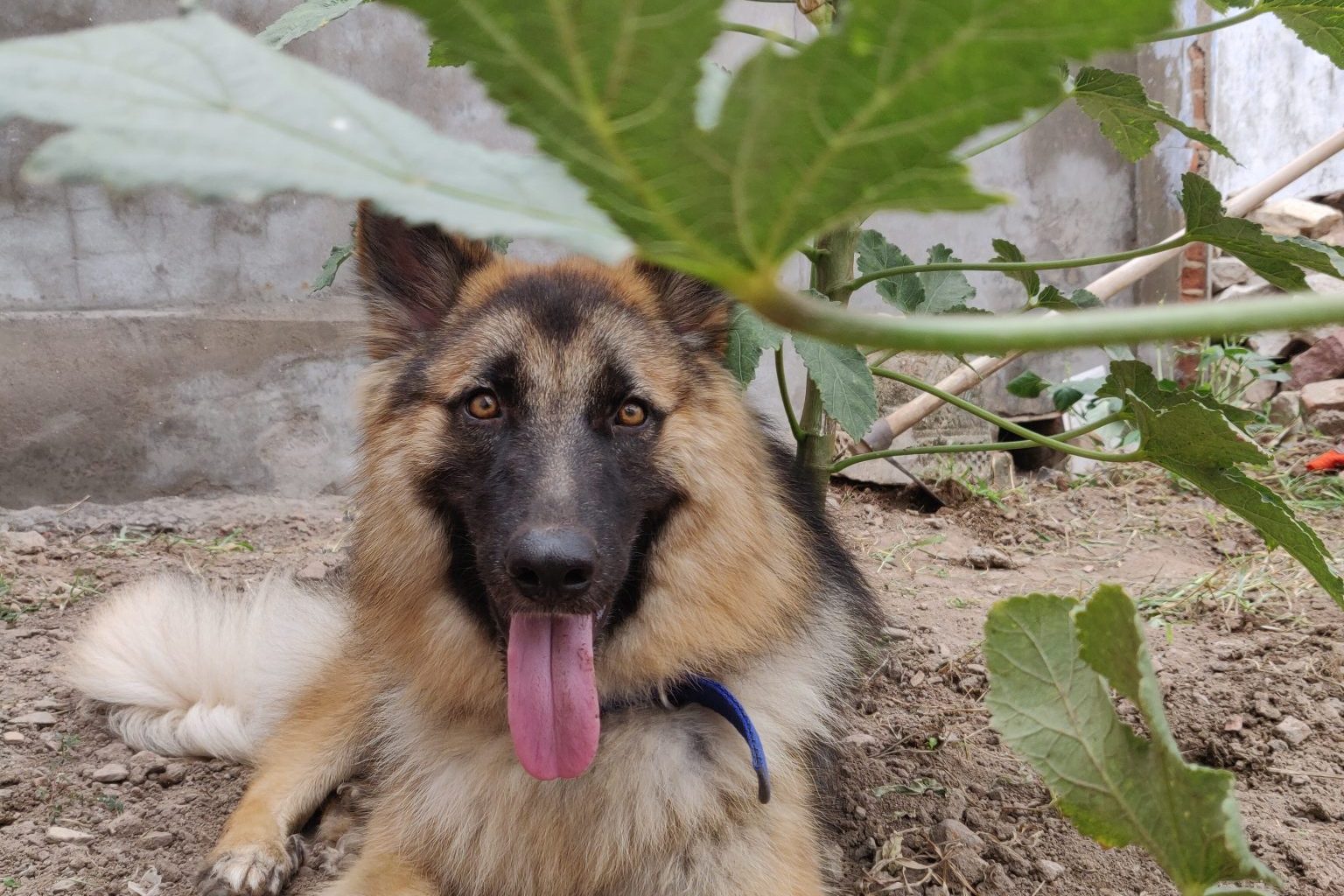 Relaxed young German Shepherd resting outdoors after the puppy biting stage