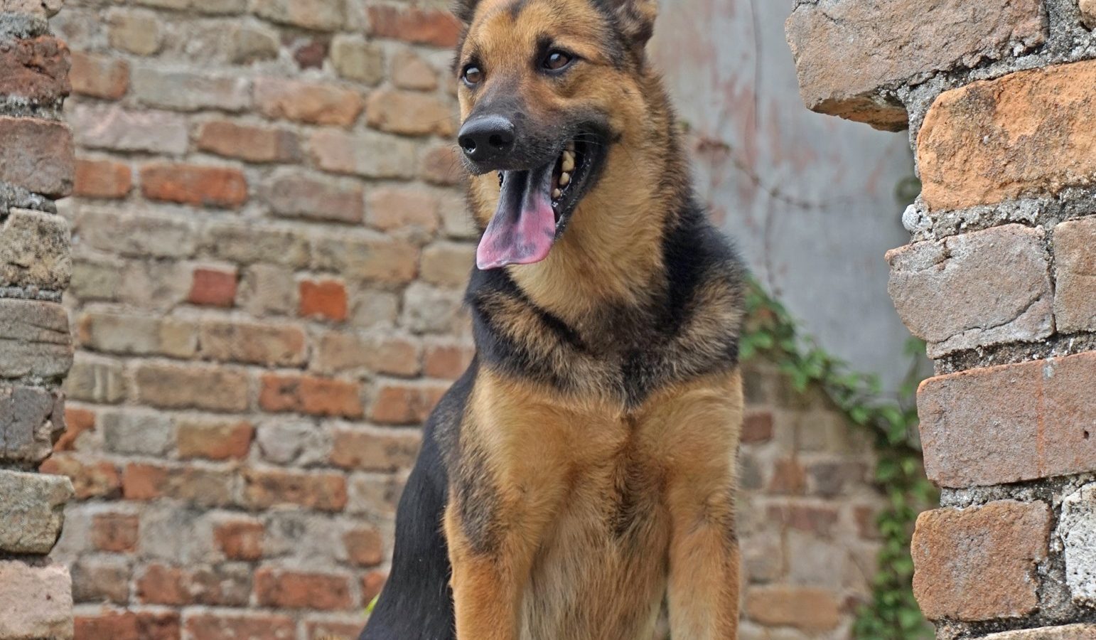 A young German Shepherd sitting on stone steps beside a brick wall