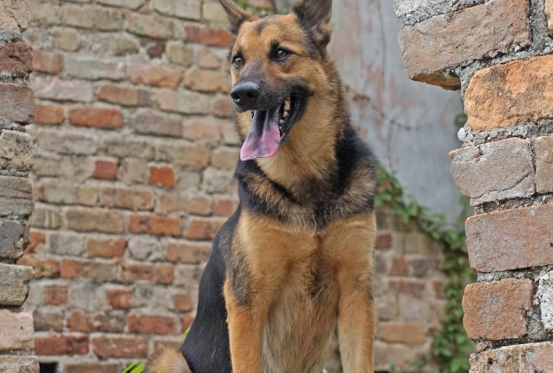 A young German Shepherd sitting on stone steps beside a brick wall