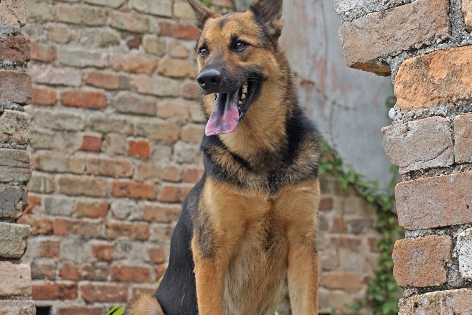 Calm young German Shepherd sitting quietly after a walk
